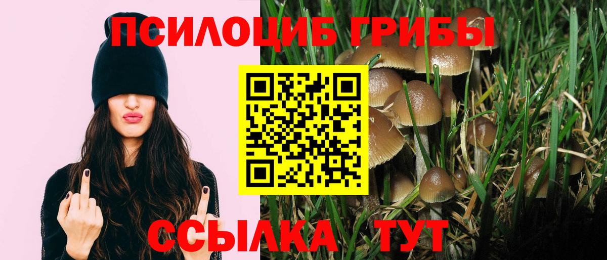 купить  цена  Псилоцибиновые грибы GOLDEN TEACHER  Вход с VPN  Кольчугино 